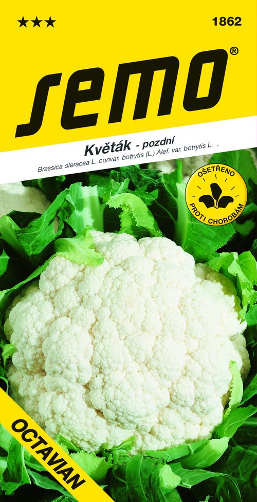 SEMO Květák OCTAVIAN
