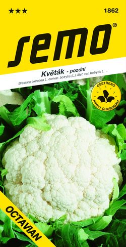 SEMO Květák OCTAVIAN